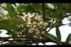 珊瑚樹-花09.jpg