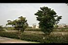 珊瑚樹06.jpg