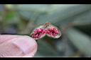 珍珠蓮-花00.jpg