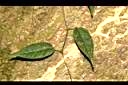 珍珠蓮-葉序05.JPG