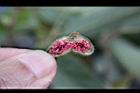 珍珠蓮-花03.jpg