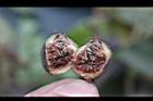 珍珠蓮-花05.jpg