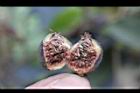 珍珠蓮-花06.jpg