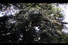 珍珠蓮09.jpg