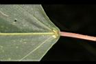 白匏子-腺點00.JPG