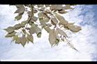 白匏子-雄花序15.JPG