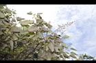 白匏子-雄花序26.JPG