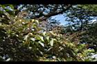 白匏子-雄花序27.JPG
