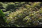 白匏子-雄花序33.JPG