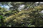 白匏子-雄花序34.JPG