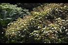 白匏子-雄花序35.JPG