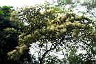 白匏子-雄花序37.JPG