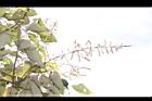 白匏子-雄花序50.JPG