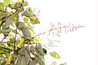 白匏子-雄花序51.JPG