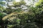 白匏子25.JPG
