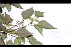 白匏子32.JPG