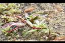 白花水龍02.JPG