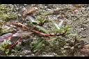 白花水龍18.JPG