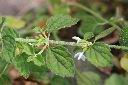 白花草-花01.jpg
