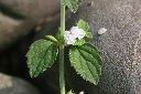 白花草-花05.jpg