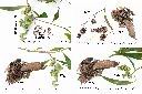 直幹相思樹-實1.jpg