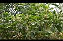 直幹相思樹-花序2.jpg