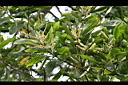 直幹相思樹-花序4.jpg