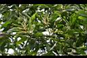直幹相思樹-花序5.jpg