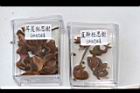 直幹相思樹-實20.JPG