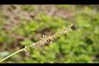 直幹相思樹-花01.jpg