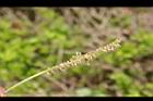 直幹相思樹-花02.jpg