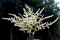 短尾柯-雄花07.JPG