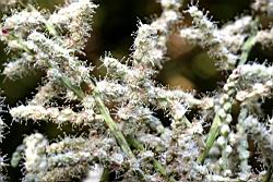短尾柯-雄花09.JPG