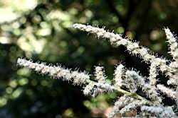 短尾柯-雄花10.JPG