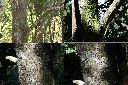 短尾柯-莖1.jpg