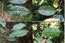 短尾柯-葉3.jpg
