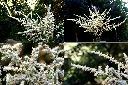 短尾柯-雄花1.jpg