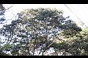 短尾柯05.JPG