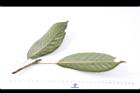 短尾柯-葉背06.JPG