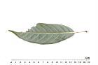 短尾柯-葉背09.JPG