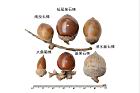 短尾葉石櫟-實31.JPG