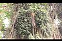 砂糖椰子-果序05.JPG