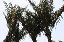 砂糖椰子-葉03.jpg