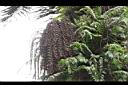 砂糖椰子-雄花苞04.JPG