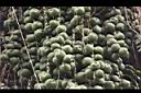 砂糖椰子-青實02.JPG