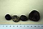 砂糖椰子-實-種子10.jpg