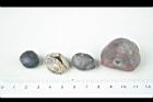 砂糖椰子-實-種子27.JPG