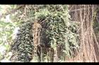 砂糖椰子-果序00.JPG