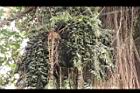 砂糖椰子-果序01.JPG