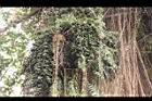 砂糖椰子-果序02.JPG